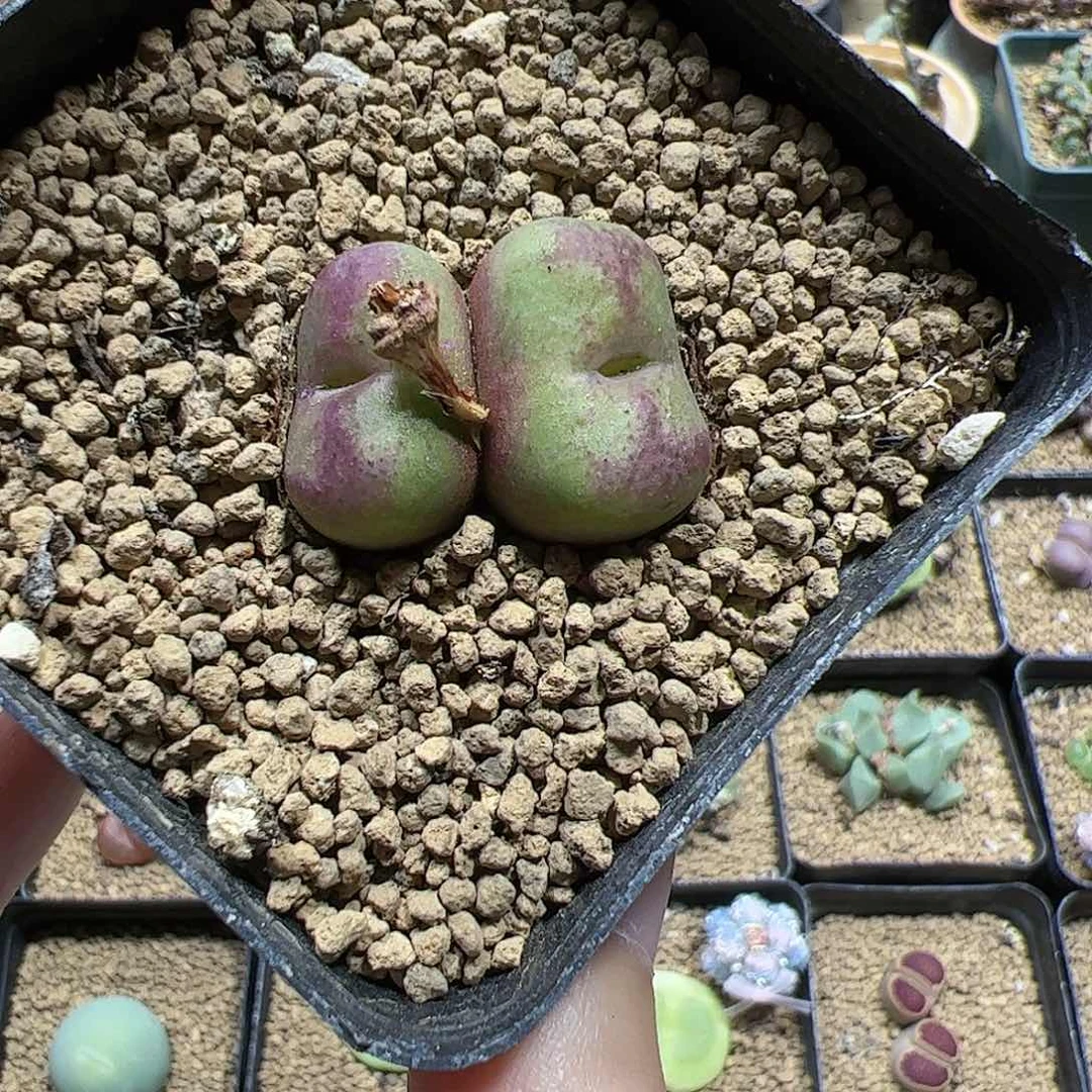 【闪购商品】55 厚皮变异