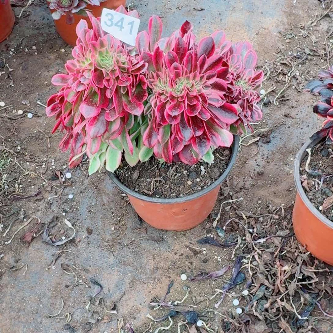 嗯341 号多肉法师植物特价粉公主