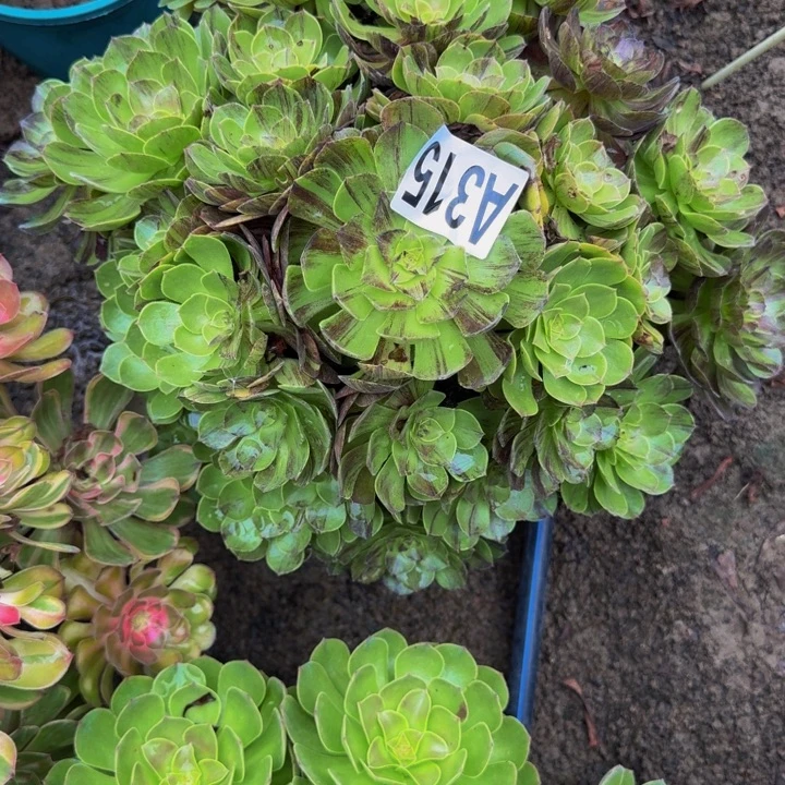 默然花25-29包邮花花