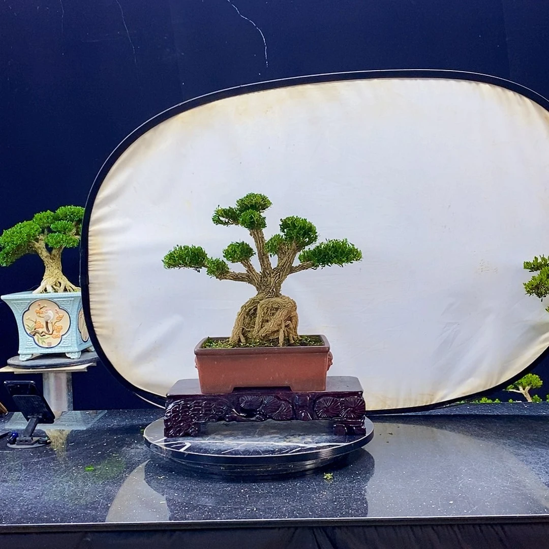 无花朵黄杨盆景造型