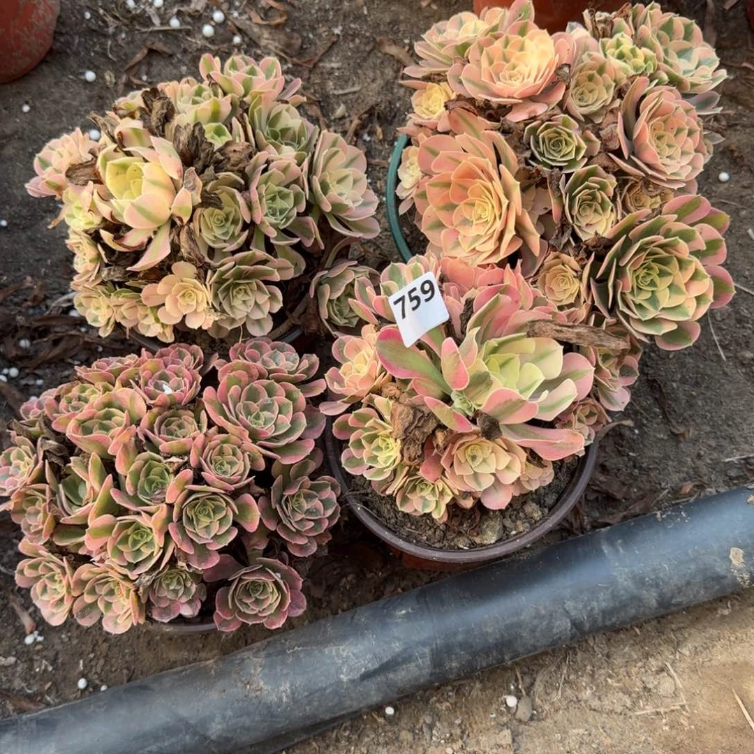 19阴1法师女巫4颗759