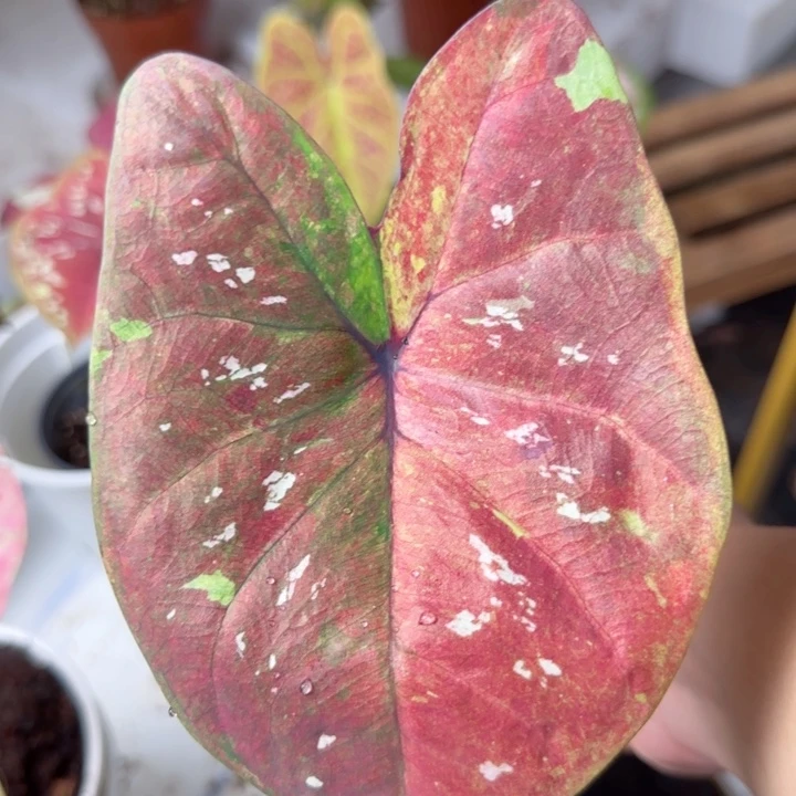 无花朵泰彩q1639