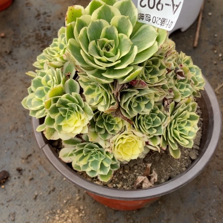 902迈巴赫多肉12344578多肉