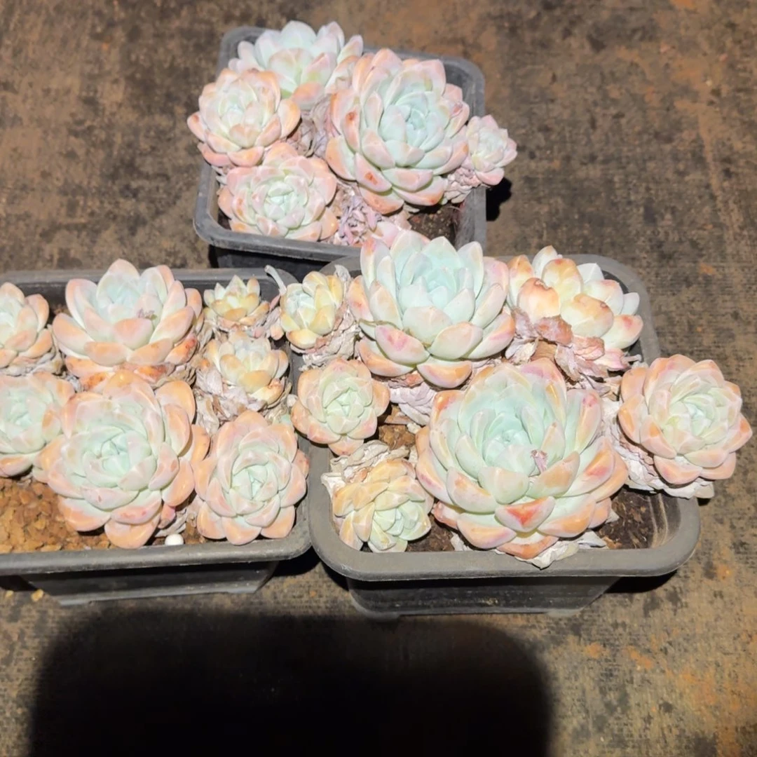 不开花植物拼装冰玉