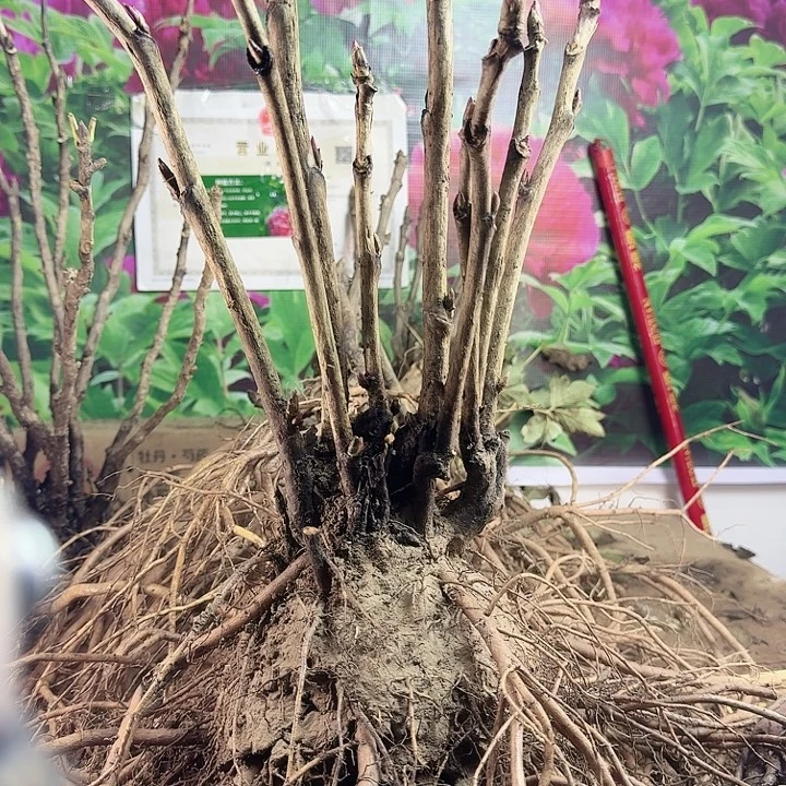无花朵花王9个支1111111111