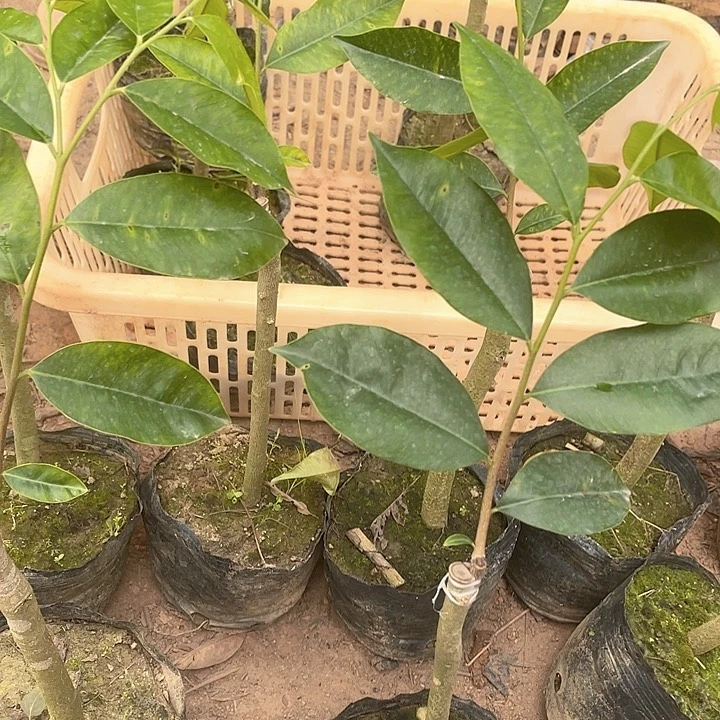 完全开放222222222