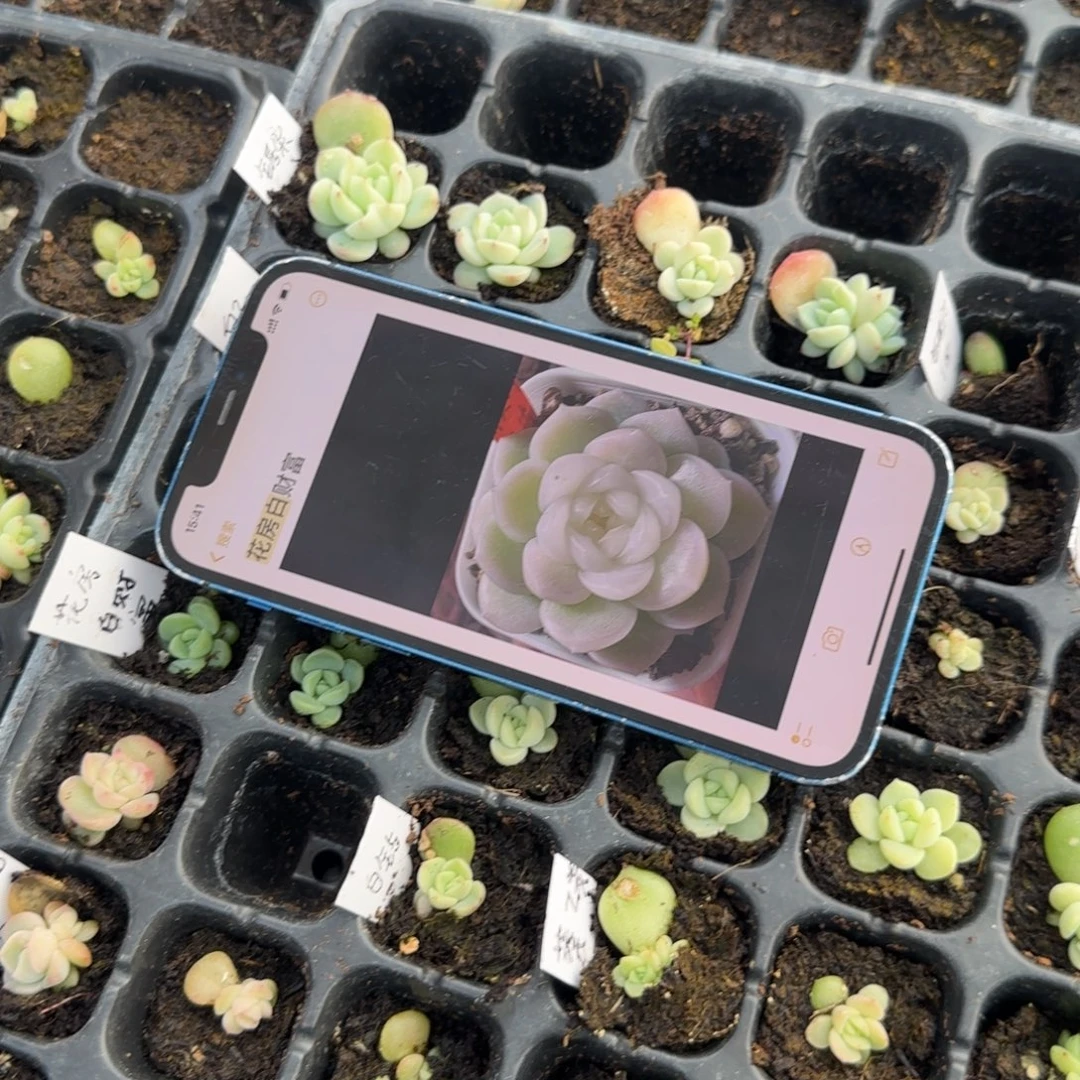 花房白财穴一个满25包邮