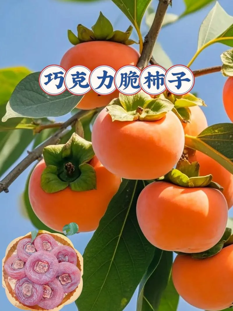 水果脆柿子香甜多汁新鲜采摘应季整箱包邮大巧克力脆柿阳丰甜脆柿