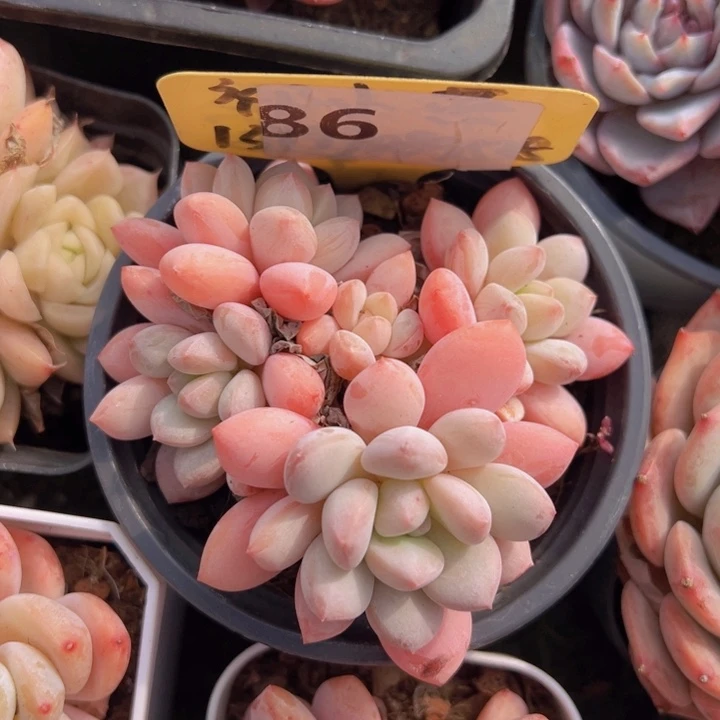 健健康康平平安安