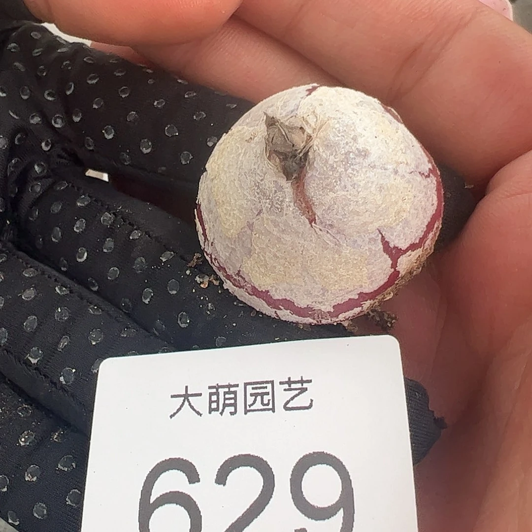 0000629一物一拍……