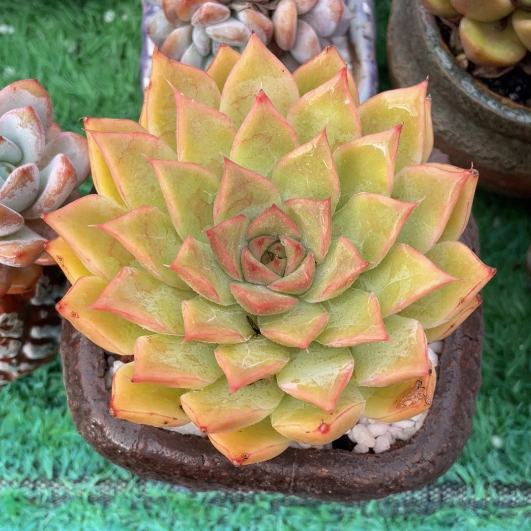 祖母绿杂多肉植物盆栽