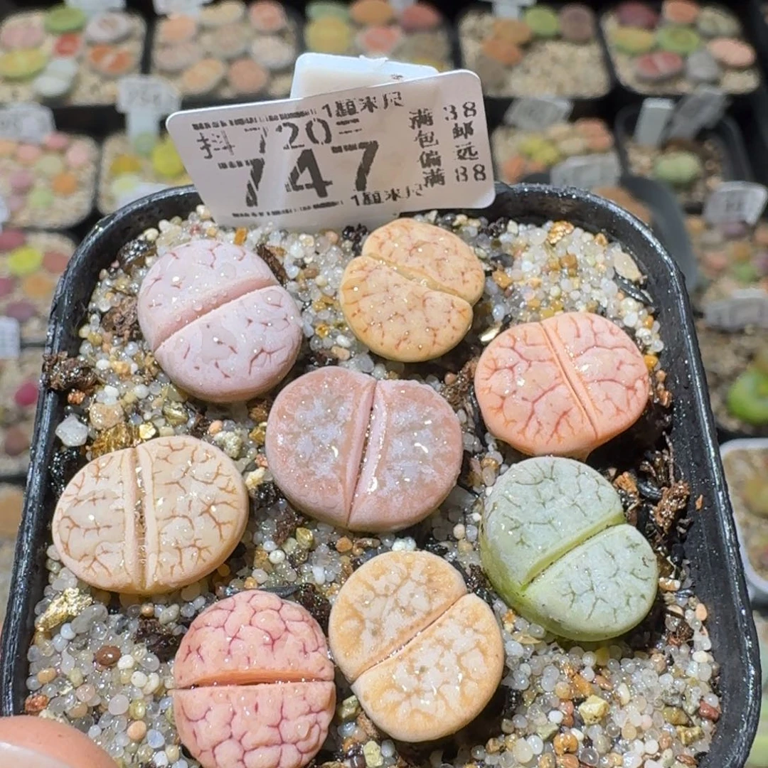 SSss精品清仓了747