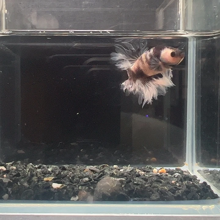斗鱼一单包邮4日11