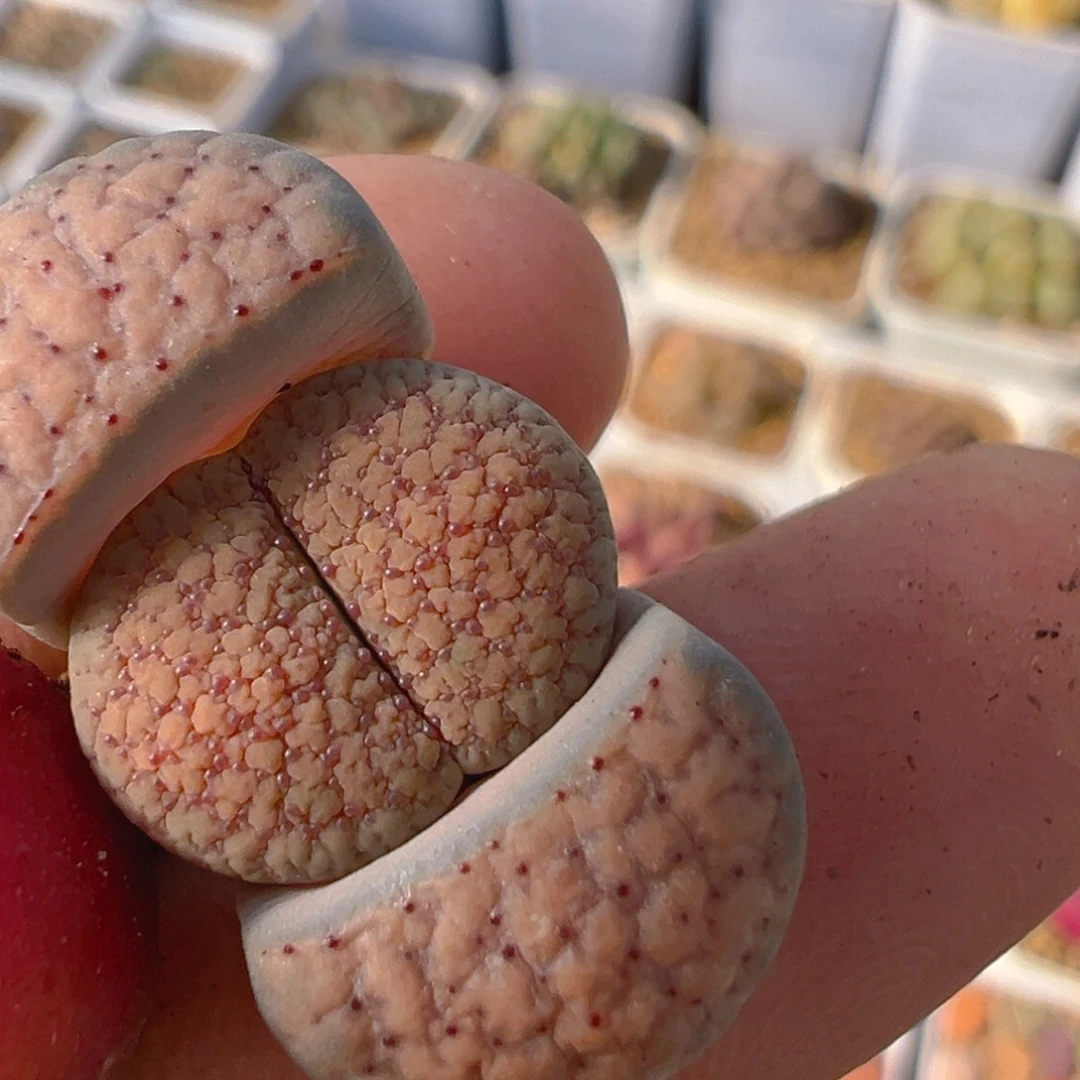 *️***99多肉植物百科知识