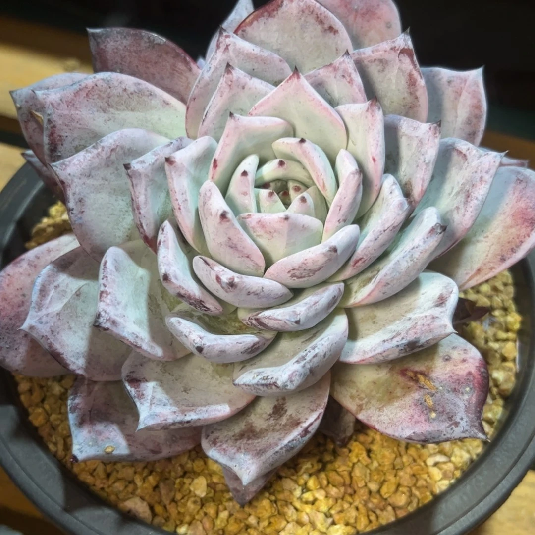 紫卡多肉，一物一拍