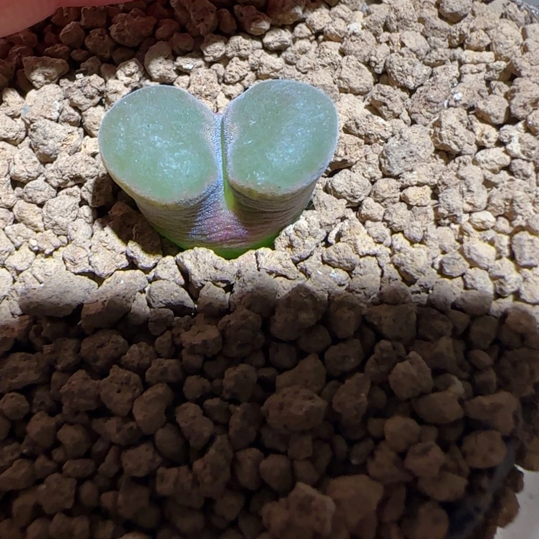 肉锥多肉植物组合-磁铁1607