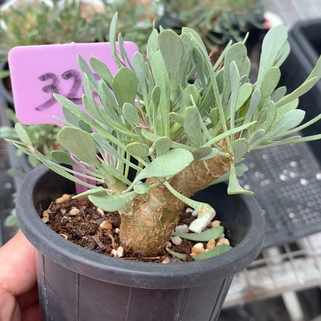 黑鬼殿后墩菊多肉植物