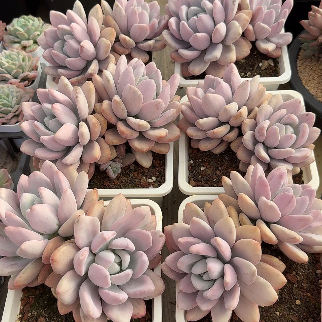 圆叶奥普锦双头老桩