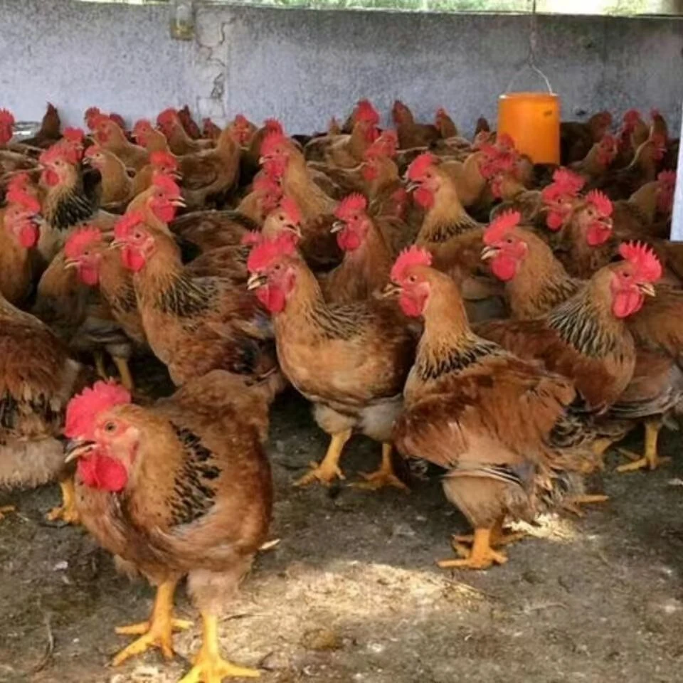 宠物鸡【九斤红】红玉鸡公母可选活体发货