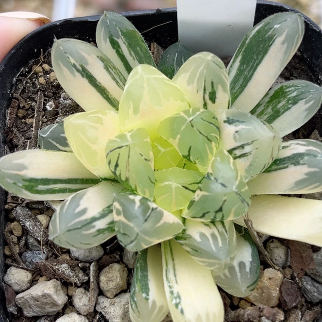 84极上斑水晶灯玉露锦