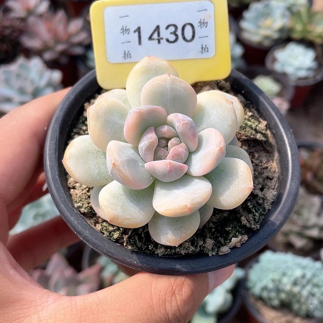 星***辰1430号多肉植物百科