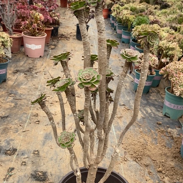 拉丝锦多肉植物056
