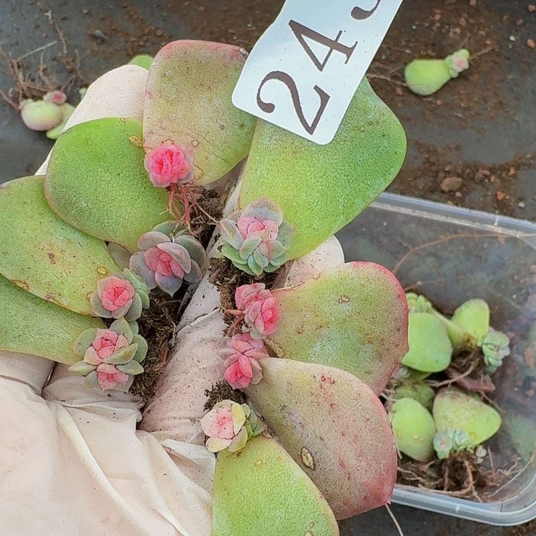 多肉植物多肉植物243