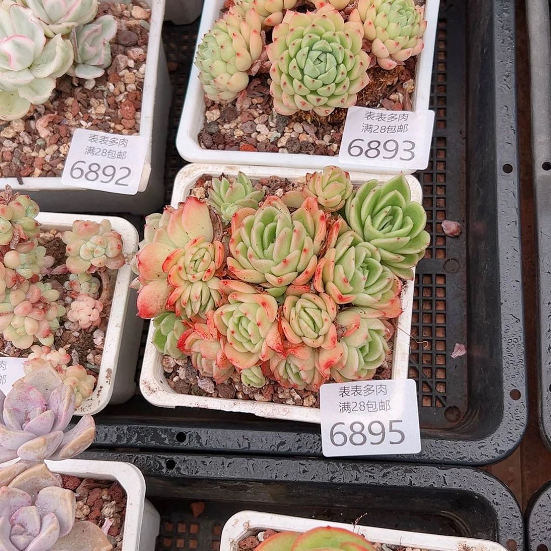 无花朵一***啊多肉一物一拍6893.6895