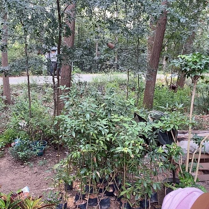 完全开放处理金丝楠木16的