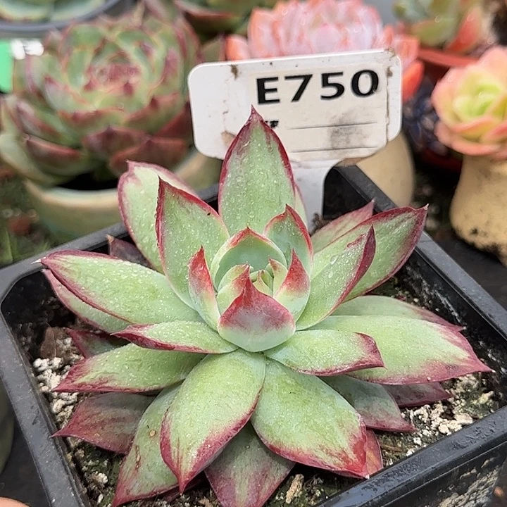 惊鸿一物一拍包装收缩花旱750