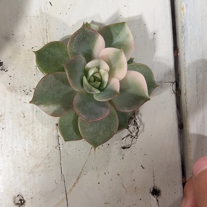 白白阴阳贝加尔湖锦