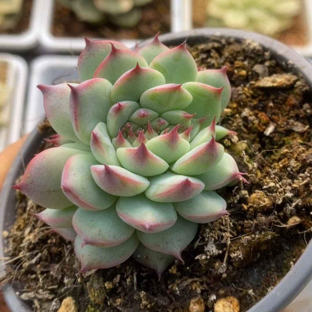 680吉娃娃缀化少锦锦锦锦