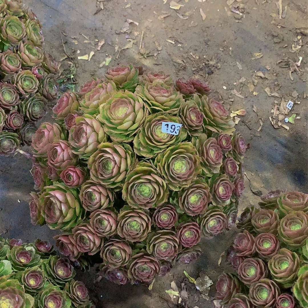 冰**儿193万圣节植物