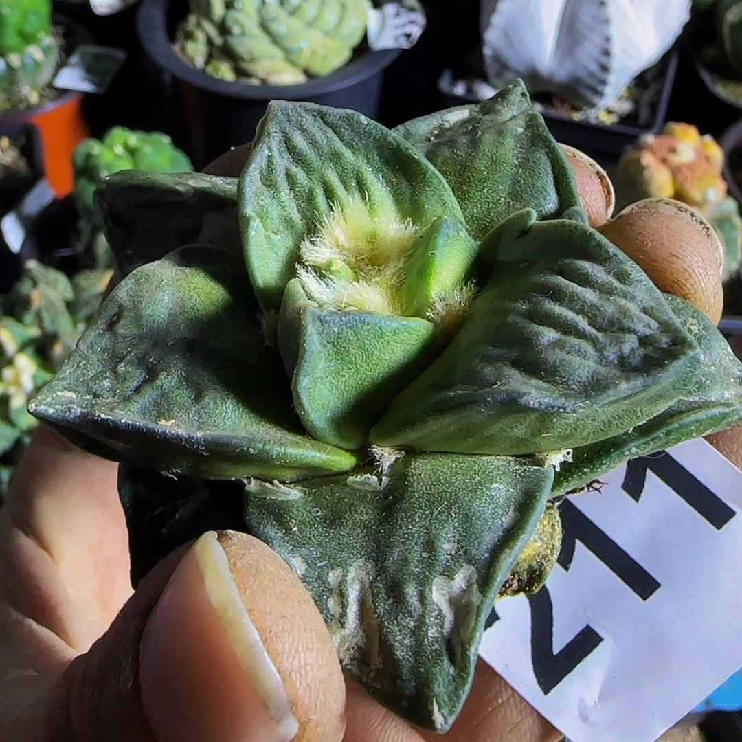 元宝青瓷211仙人球