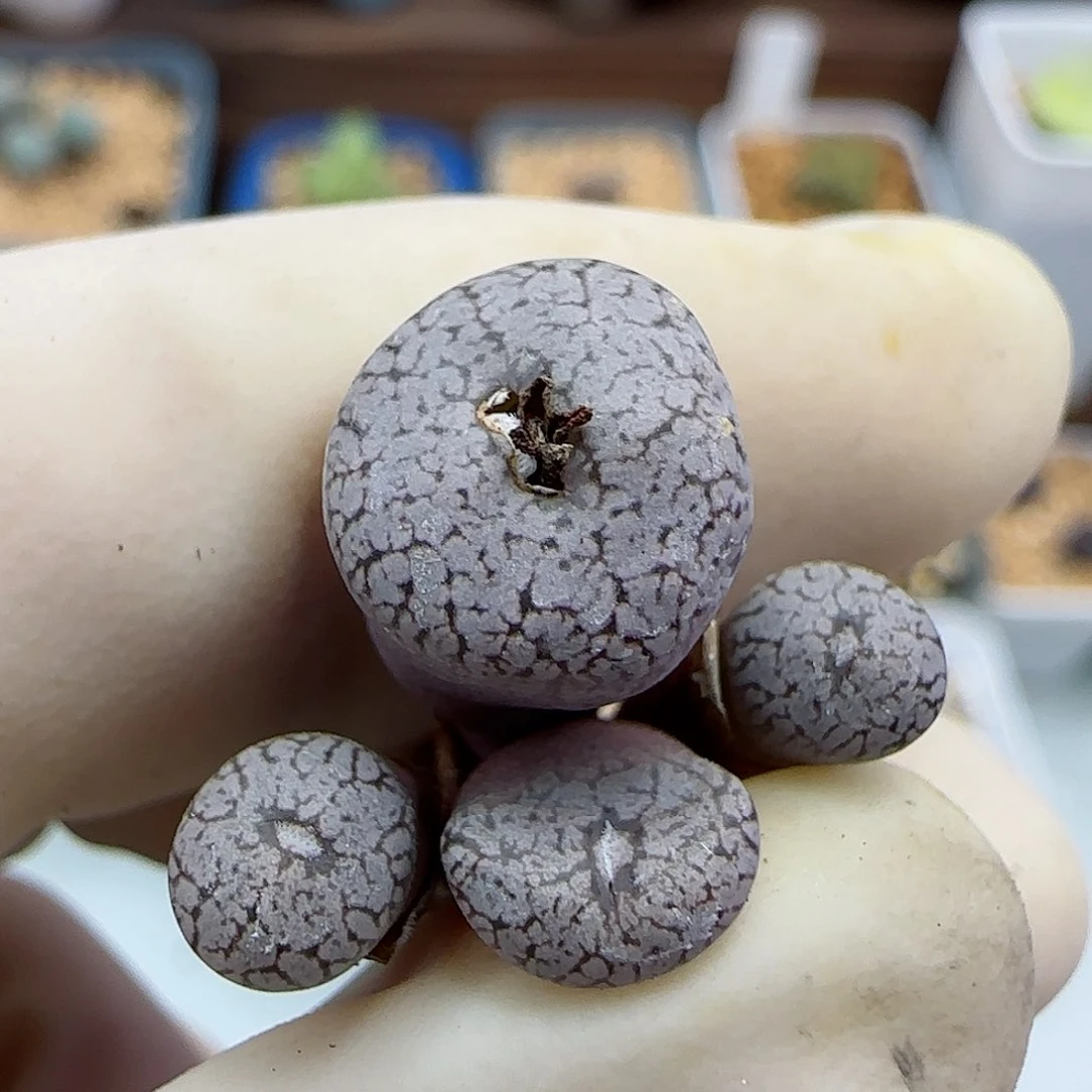 619康普提杂交福利