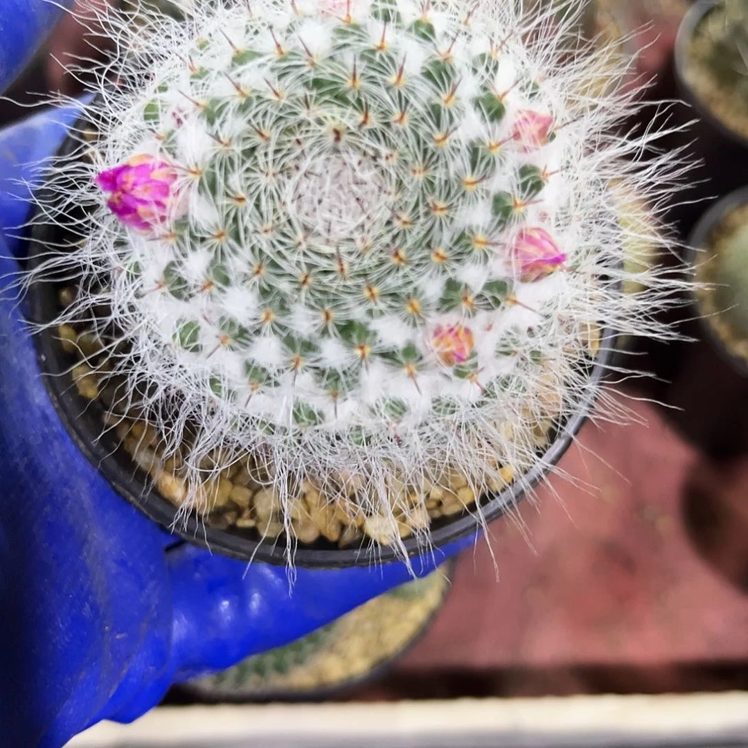D****9玉翁仙人球开花球