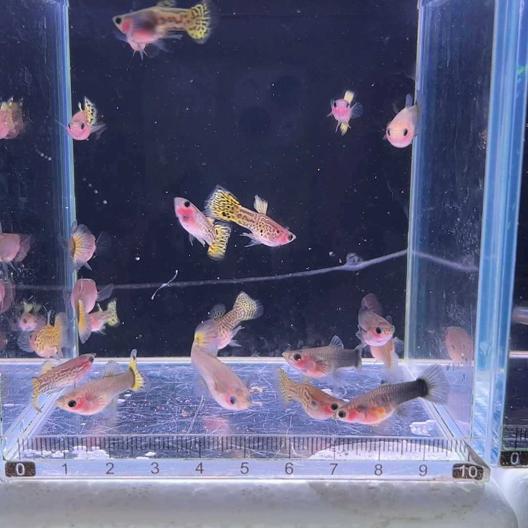 孔雀鱼黄蕾丝野生色玻璃猫5对