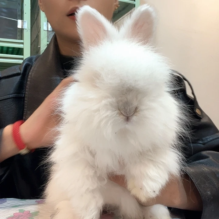 安哥拉兔霜白色弟弟