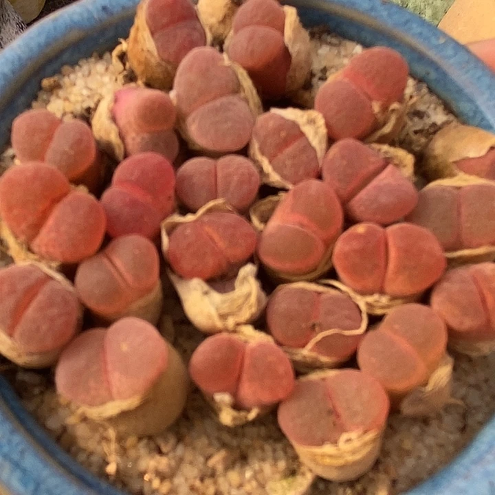 日本原株红风铃一颗