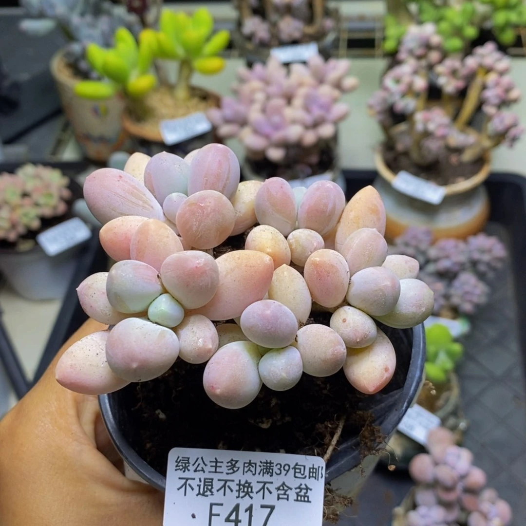 417香水手指奶多肉8c m