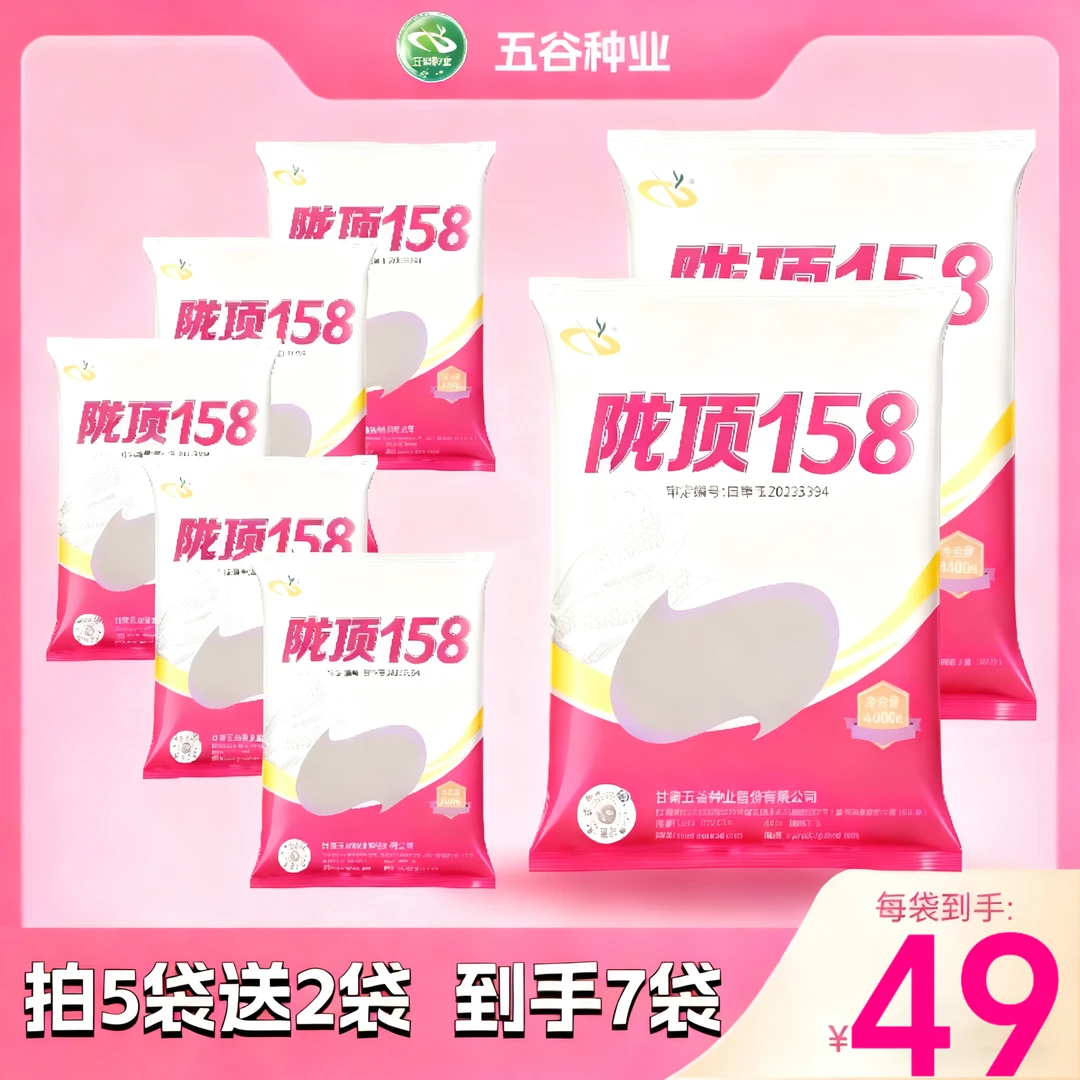 陇顶158【金黄籽粒】国审玉米种子高产高防穗腐高产大棒