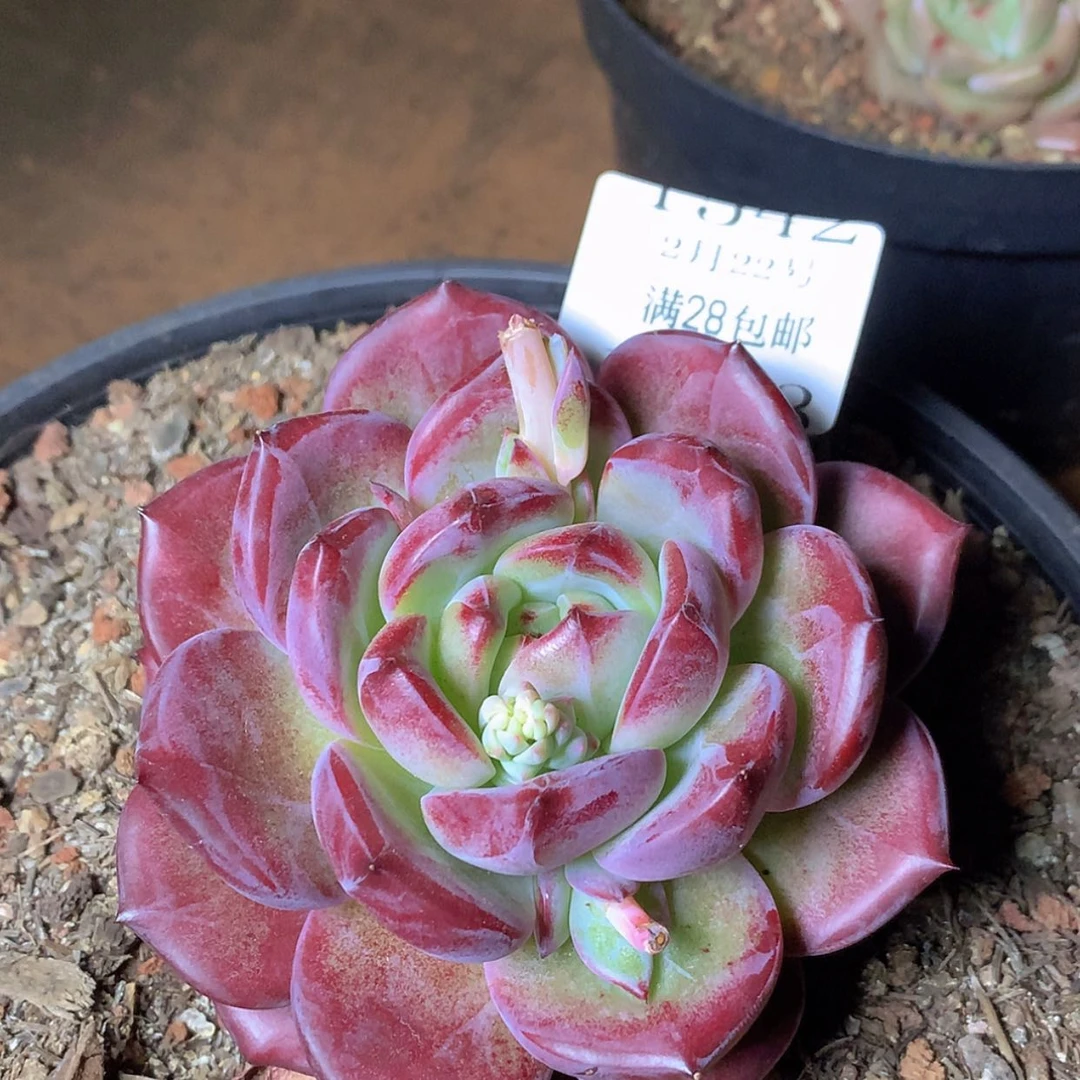 【闪购商品】云1543