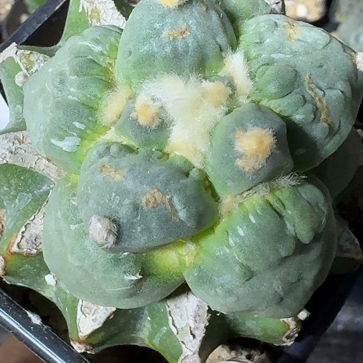 无花朵白肌大尤怒涛035