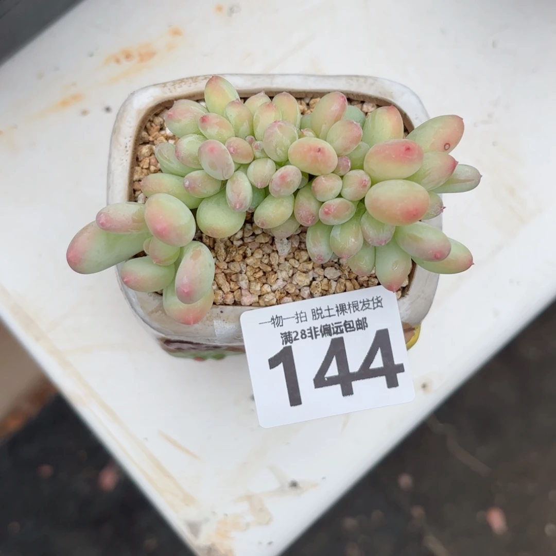 三日月美人缀化无盆土发货