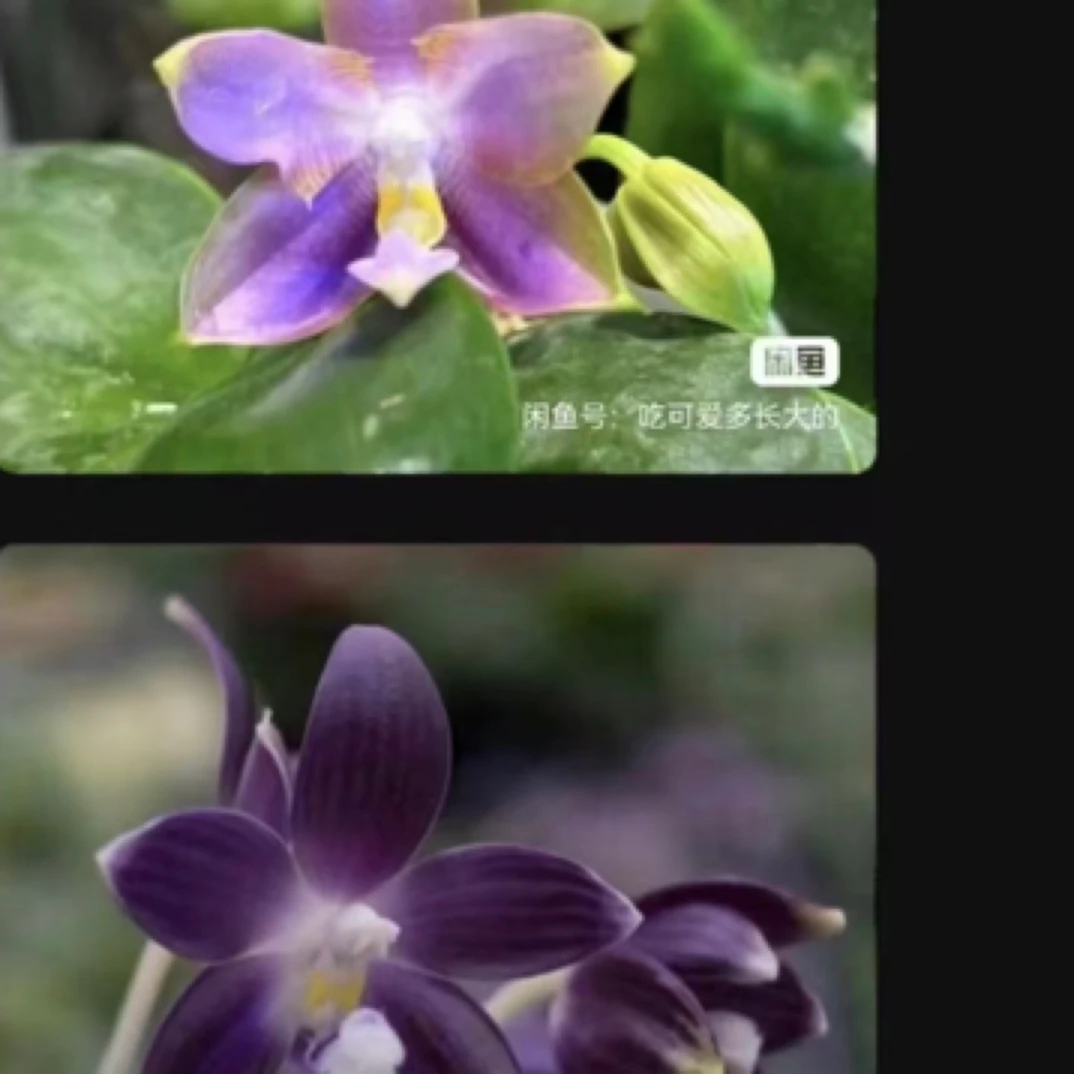 蝴蝶兰反射龙交紫盾原生苗1.7寸杯，没有开花