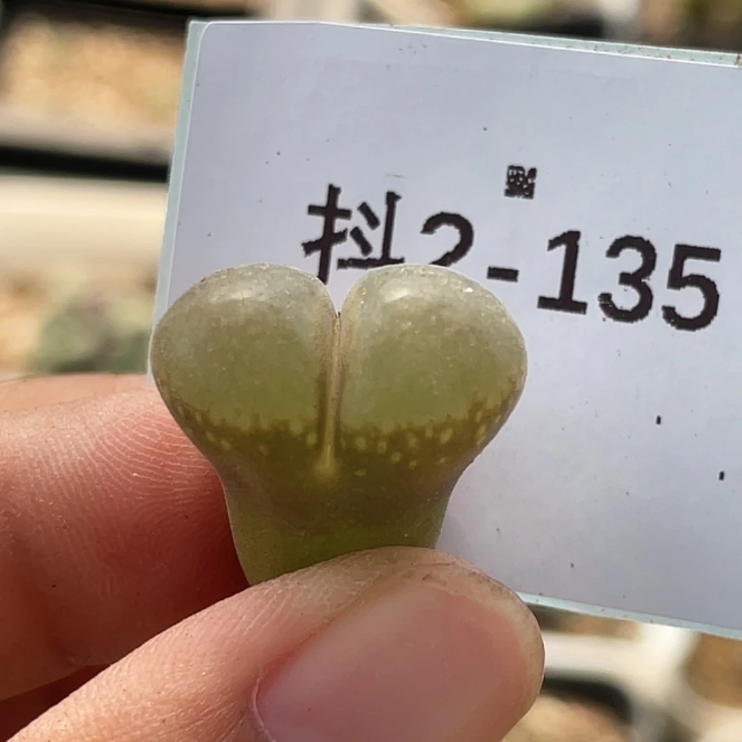 2-135风铃多肉植物