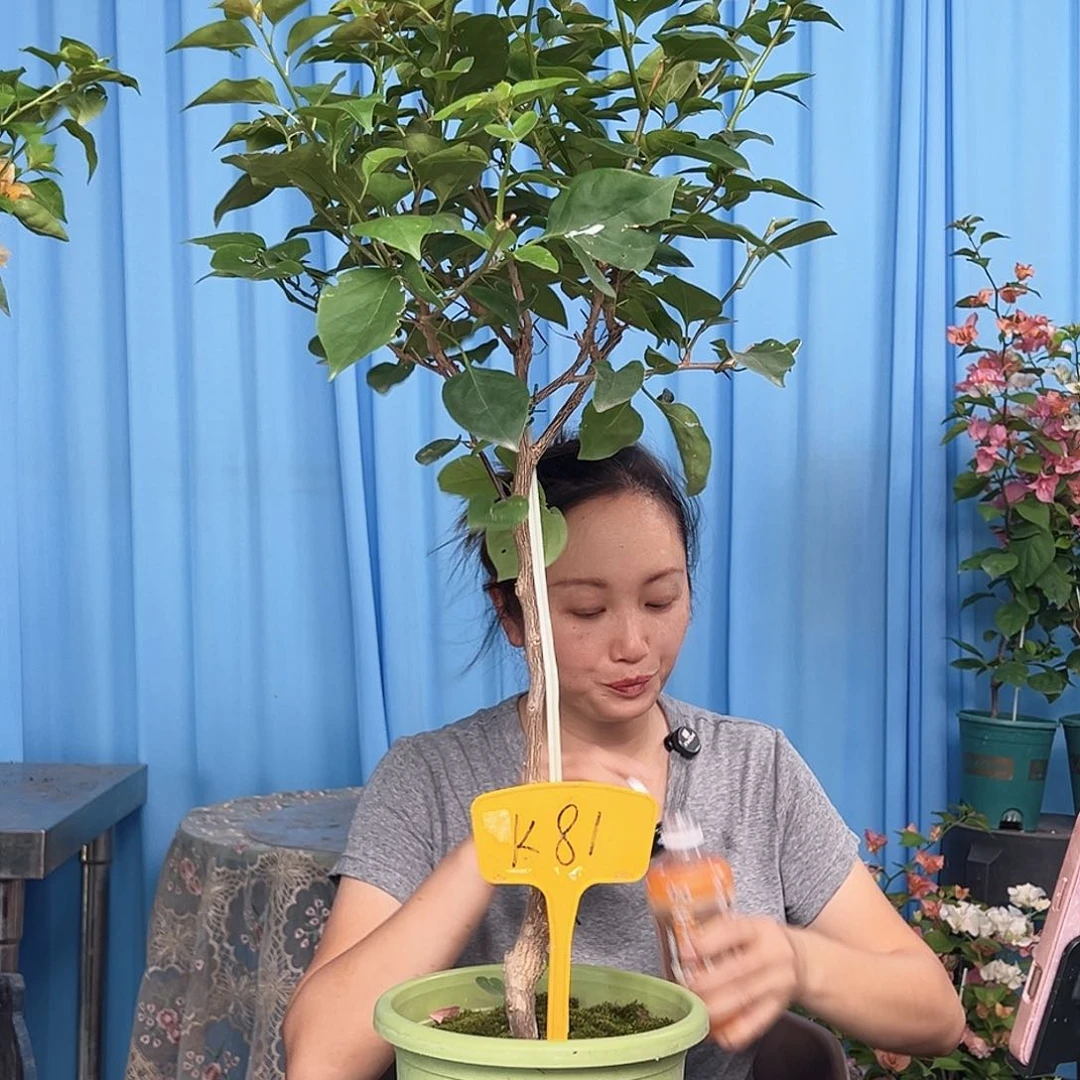 晨***当前无花栽培后可以开花K81金色光辉