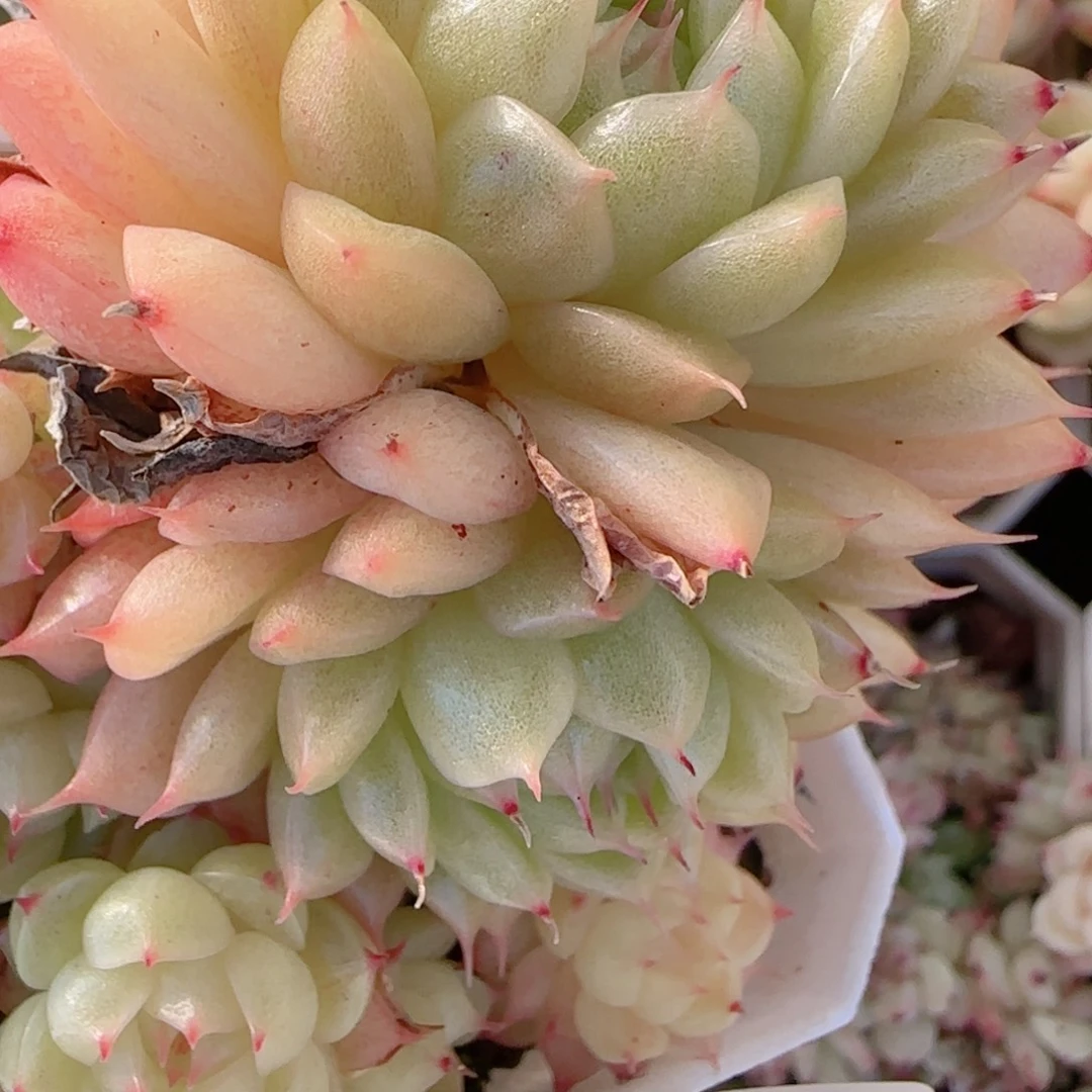 a***a花语多肉1222-199散