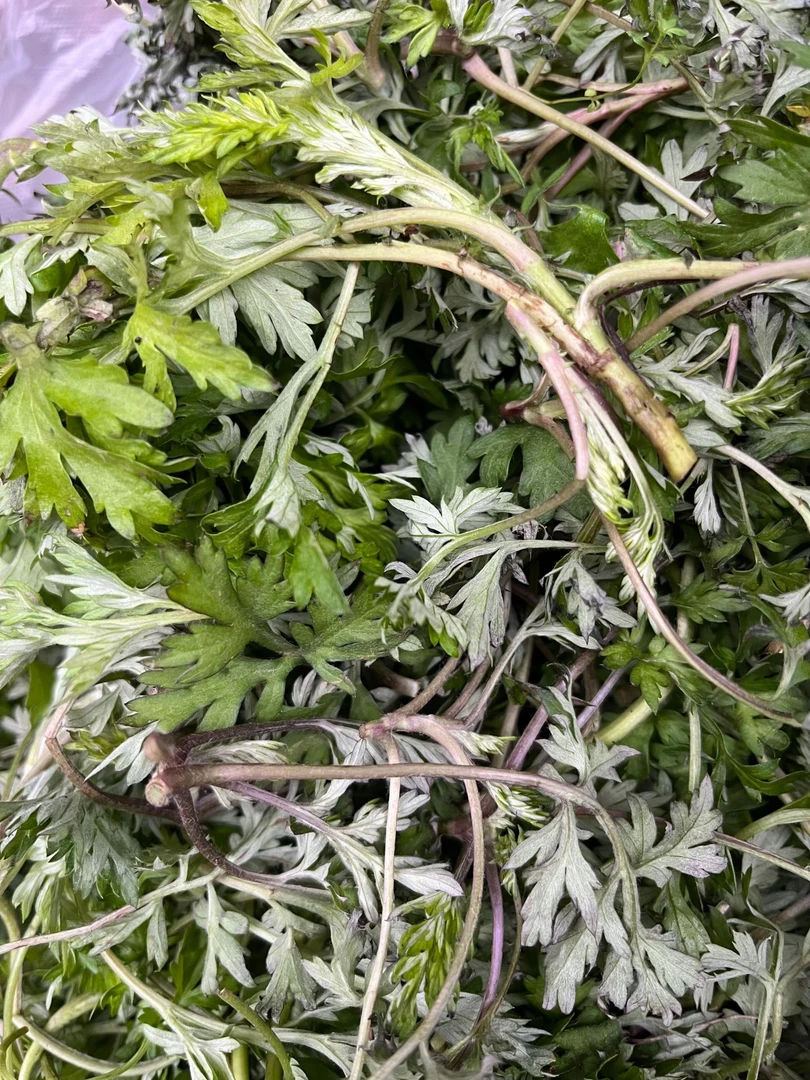 野生新鲜社饭蒿菜红梗鲜嫩食用艾草社饭选材料新鲜应季野菜