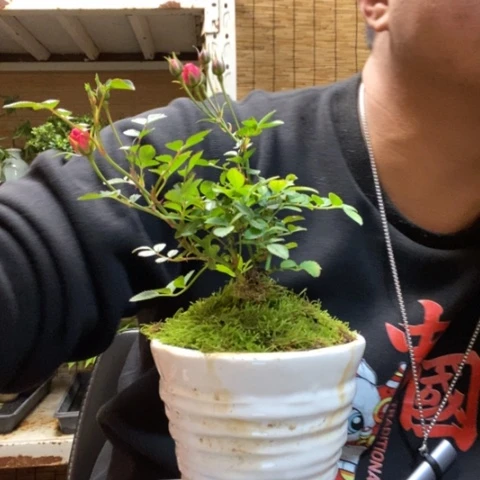 红陶完***i一物一拍所见即所得196